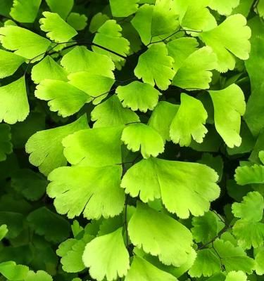 How to grow &amp; care for Maidenhair Ferns | Love The Garden